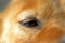 Close-up of Dog`s eye, alert, golden fur