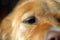 Close-up of Dog`s eye, alert, golden fur