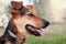 Close up of a dog`s face with a black beautiful nose. shining golden eyes. looking far. outdoor.Animal head close up shot