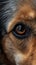 Close-up of a dog\\\'s face. Portrait of dog.