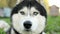 Close-Up Of a Dog`s Face. A Siberian Husky With Blue Eyes Looking Directly Into the Camera