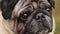 Close-up of dog\'s faithful eyes, wrinkly pug looking up, waiting for command