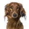 Close-up on a dog\'s head, Dachshund, front view