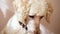 Close-up of a dog`s muzzle - a large royal poodle