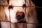 Close-up of a dog`s nose. Labrador at the shelter. The dog is behind bars.