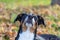 Close-up of a dog`s nose. Portrait of a appenzeller sennenhund dog â€‹â€‹outdoors