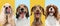Close-up dog's portrait isolated over multicolored background. Blue and yellow. Collage