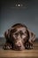 A Close up of a Dog\\\'s Tender Gaze and a Sign that Reads \\\'Dog, Man\\\'s Best Friend. Generative AI, vertical format