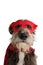 CLOSE-UP DOG SUPER HERO COSTUME.FUNNY PUPPY WEARING A RED MASK AND A CAPE.  CARNIVAL OR HALLOWEEN. ISOLATED STUDIO SHOT AGAINST
