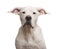 Close-up of a Dogo Argentino looking at the camera