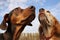 close-up of dogs nose sniffing the fresh air