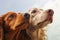 close-up of dogs nose sniffing the fresh air