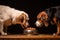 close-up of dogs nose sniffing near an empty food bowl