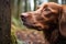 close-up of a dogs nose sniffing a trail marker