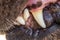 A Close Up of a Dogs Teeth and Mouth