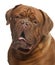 Close-up of Dogue de Bordeaux, 20 months old