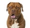 Close-up of a Dogue de Bordeaux