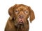 Close-up of Dogue de Bordeaux