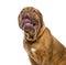 Close-up of a Dogue de bordeaux drooling