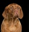 Close-up of Dogue de Bordeaux puppy