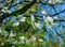 Close-up of Dogwood Tree in Full Bloom