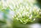 Close up of the dogwood white flower buds