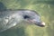 Close up dolphin face-grain