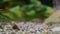 Close up of a domestic aquarium full of young fish. The majority of them are guppies, some females are pregnant, red neons and gr