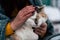 Close up of domestic cat in hands of unrecognizable woman. Unknown female strokes cute pussycat.