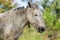 Close up of domestic horse head in thailand