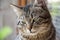 Close up of domestic short-haired tabby tomcat sitting on window of the house