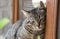 Close up of domestic short-haired tabby tomcat sitting on window of the house