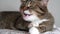 Close up Domestic tabby cat yawns after sleep