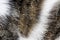 Close-up of domestic tiger patterned cat fur