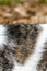 Close-up of domestic tiger patterned cat fur