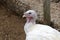 Close up of a domesticated white broad breasted turkey