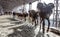 Close up of a donkey face carrying two LPG cylinders in India from Katra to Vaishno Devi Temple in herds. Cattle and domestic