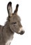 Close-up on a donkey foal\'s head (2 months)