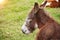 Close up donkey on a meadow, profile of smart donkey, funny donkey head, Nature and wildlife concept. Mammal Animals background.