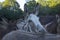 Close-up of donkeys in the pasture