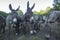 Close-up of donkeys in the pasture