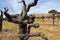 Close-up of a dormant old-vine Zinfandel vine in Sonoma County California