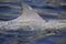 Close-up of the dorsal fin of a Common Bottlenose Dolphin