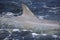 Close-up of the dorsal fin of a Common Bottlenose Dolphin