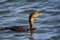 Close up of double breasted Cormorant bird, Phalacrocoracidae