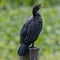 Close Up of Double-crested Cormorant Sitting on Pylon