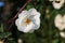 A close up of double flower of white briar dog rose in a garden on a sunny morning, space for text