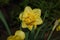 A close up of double golden-yellow Daffodil flower of the `Tahiti` variety Narcissus `Tahiti`