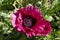 Close up of double opium poppy flower