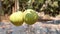 Close-up of double pomelo on the bunch